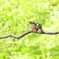 カワセミの食事