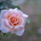 2025/06/12 Rose collection ♡ 08