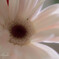 ★ Gerbera　薄ピンク