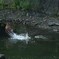 水の中で飛び跳ねる鹿さん