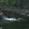 水の中で飛び跳ねる鹿さん　その２