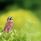 ホウジロ    IMG-250728