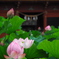 伊賀八幡宮の蓮3