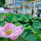東京 上野 不忍池の夏 蓮の花