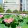 東京 上野 不忍池の夏 蓮の花