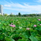 東京 上野 不忍池の夏 蓮の花