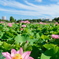 東京 上野 不忍池の夏 蓮の花