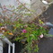 花。
