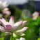 蓮の花