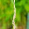 庭の花2025-35