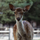 ドン婆ちゃん　奈良公園のお婆ちゃん鹿