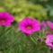 Pretty Little Flowers