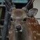 なすびくん　奈良公園の鹿さん