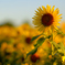 Girasole ～ひまわりの丘公園2025
