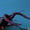 stag beetle