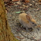 巣穴から出てきた子ウサギ