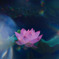 蓮池幻想