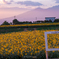 Sunflower Fes.