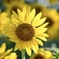 夏の太陽のように輝く一輪のひまわり