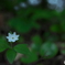 小さな白い花