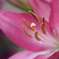 花①