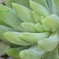 多肉植物の葉