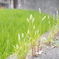 田んぼ