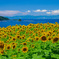 夏休み ♪
