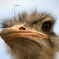 鳥肌