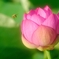 蓮華の誘い