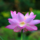 清らかな心（花言葉）
