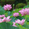 清らかな心（花言葉）