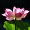 清らかな心（花言葉）