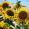 夏の花