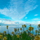 海岸に咲く