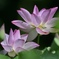 美しく咲く花