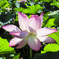 20110811蓮の花_5225_1
