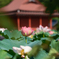 レンコンの花が美しい