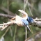 飛び込むカワセミ