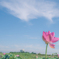 青空と蓮の花