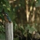 カワセミその7