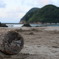 砂浜と木