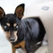 実家の犬　2