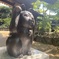 招き猫
