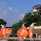 烏城の前で戯れる金魚