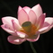 蓮華