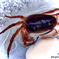 fresh water crab