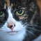 三毛猫ナナ