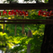 竈門神社の赤い風鈴