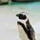 ペンギン